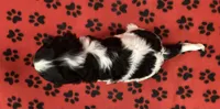 ACE, a male Cavalier King Charles Spaniel for sale in Rudolph, OH – Photo 2 of 3