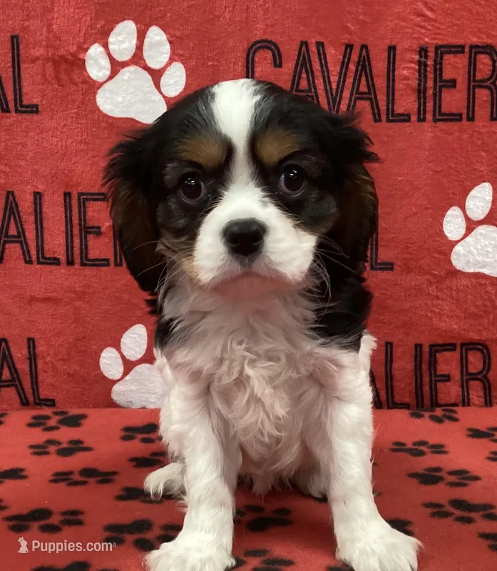 ACE – Cavalier King Charles Spaniel puppy for sale in Rudolph, OH