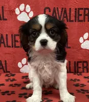 ACE, a male Cavalier King Charles Spaniel for sale in Rudolph, OH – Photo 1 of 3