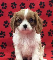 Ace 11, a male Cavalier King Charles Spaniel for sale in Rudolph, OH – Photo 1 of 3