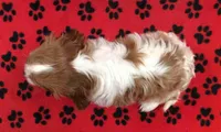 Ace 11, a male Cavalier King Charles Spaniel for sale in Rudolph, OH – Photo 2 of 3