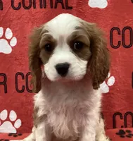 ACE 2, a male Cavalier King Charles Spaniel for sale in Rudolph, OH – 1 of 3