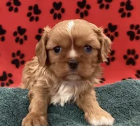 ANGEL 1, a female Cavalier King Charles Spaniel for sale in Rudolph, OH – Photo 1 of 2