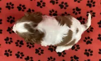 ACE 4, a male Cavalier King Charles Spaniel for sale in Rudolph, OH – 2 of 3