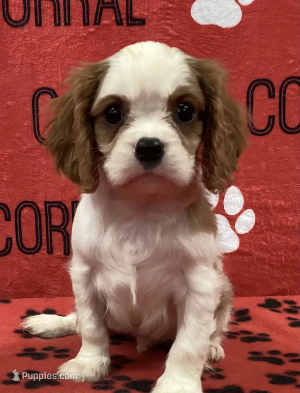 ACE 3 – Cavalier King Charles Spaniel puppy for sale in Rudolph, OH