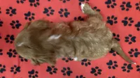 ACE 2, a male Cavalier King Charles Spaniel for sale in Rudolph, OH – 2 of 3
