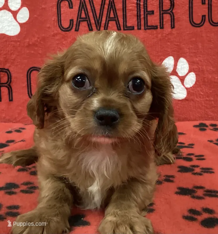 ACE 11 – Cavalier King Charles Spaniel puppy for sale in Rudolph, OH