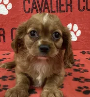 ACE 11, a male Cavalier King Charles Spaniel for sale in Rudolph, OH – 1 of 3