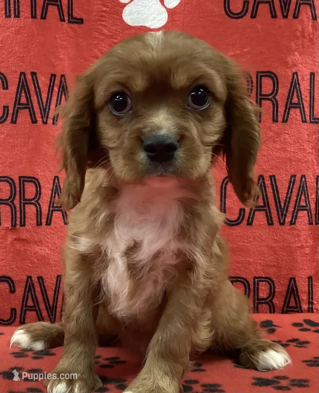 ACE 2 – Cavalier King Charles Spaniel puppy for sale in Rudolph, OH