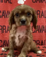 ACE 2, a male Cavalier King Charles Spaniel for sale in Rudolph, OH – 1 of 3