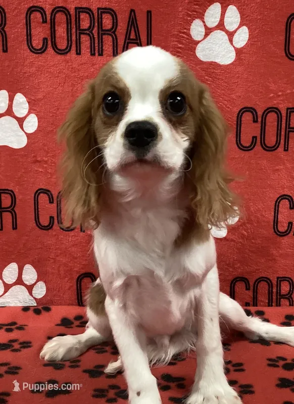 ACE 1 – Cavalier King Charles Spaniel puppy for sale in Rudolph, OH