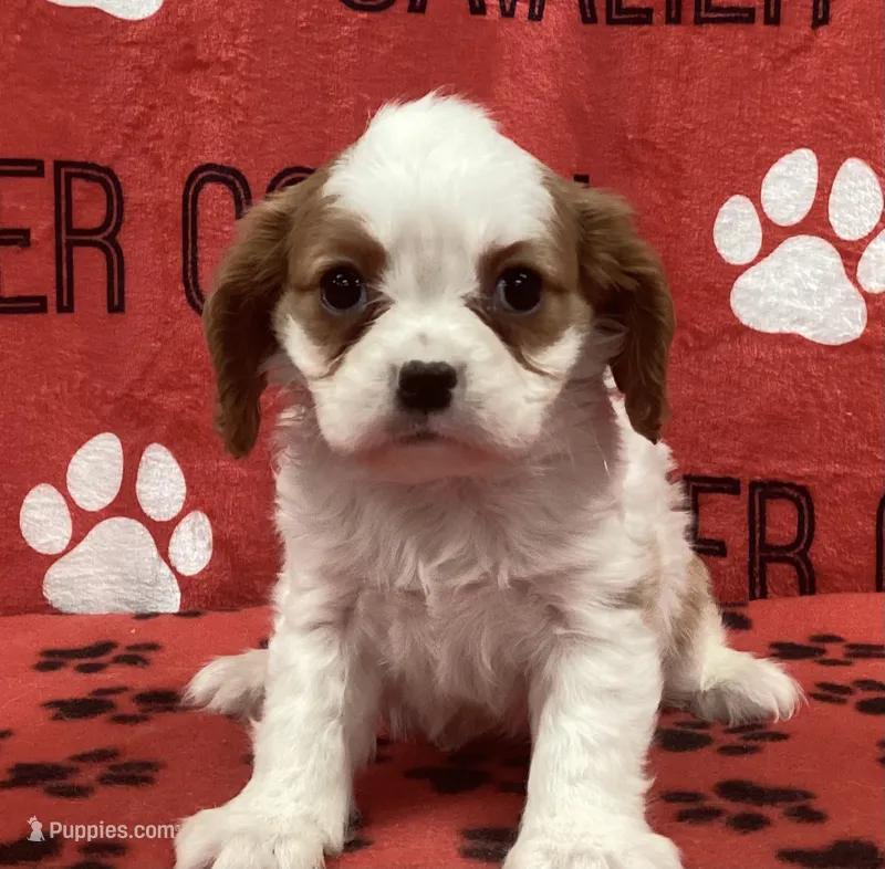 ANGEL 8 – Cavalier King Charles Spaniel puppy for sale in Rudolph, OH