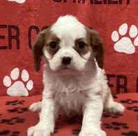 ANGEL 8, a female Cavalier King Charles Spaniel for sale in Rudolph, OH – 1 of 3