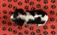ANGEL 1, a female Cavalier King Charles Spaniel for sale in Rudolph, OH – Photo 2 of 3