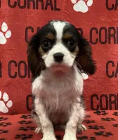 ANGEL 1, a female Cavalier King Charles Spaniel for sale in Rudolph, OH – Photo 1 of 3
