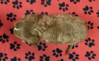 ACE 5, a male Cavalier King Charles Spaniel for sale in Rudolph, OH – 2 of 3