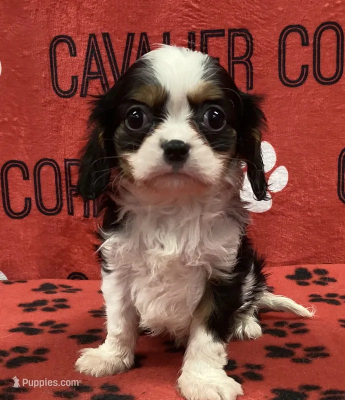 ACE 3 – Cavalier King Charles Spaniel puppy for sale in Rudolph, OH