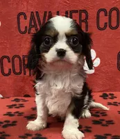 ACE 3, a male Cavalier King Charles Spaniel for sale in Rudolph, OH – 1 of 3