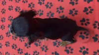 ANGEL 1, a female Cavalier King Charles Spaniel for sale in Rudolph, OH – 2 of 3