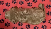 ACE 11, a male Cavalier King Charles Spaniel for sale in Rudolph, OH – 2 of 3