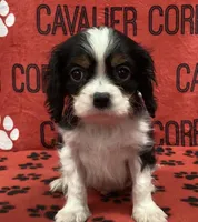 ACE 8, a male Cavalier King Charles Spaniel for sale in Rudolph, OH – Photo 1 of 3