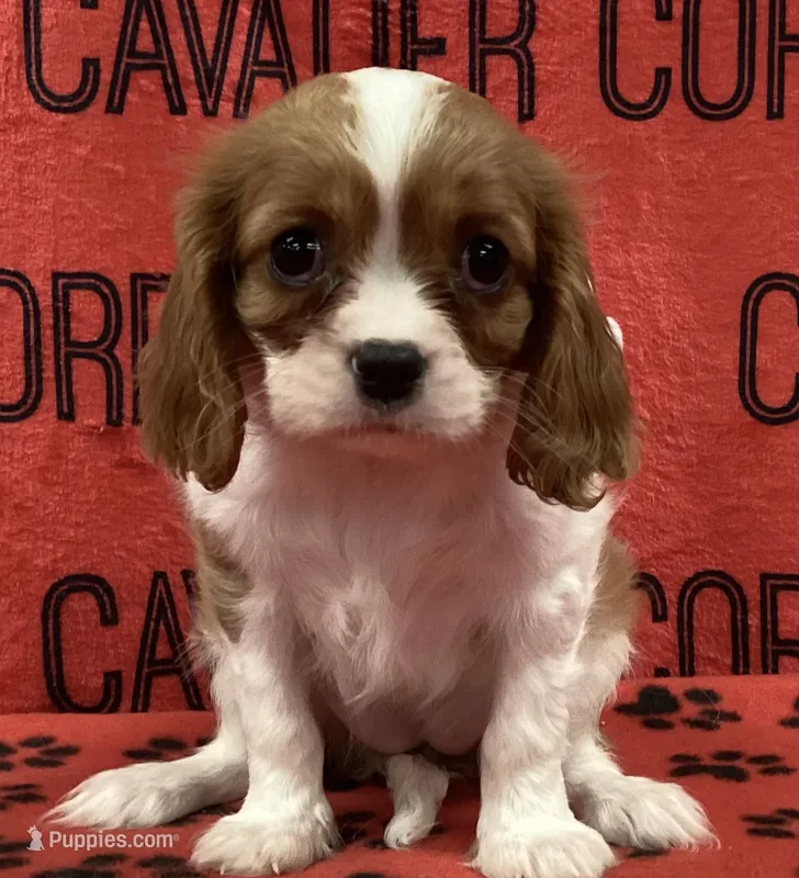 ANGEL 1 – Cavalier King Charles Spaniel puppy for sale in Rudolph, OH