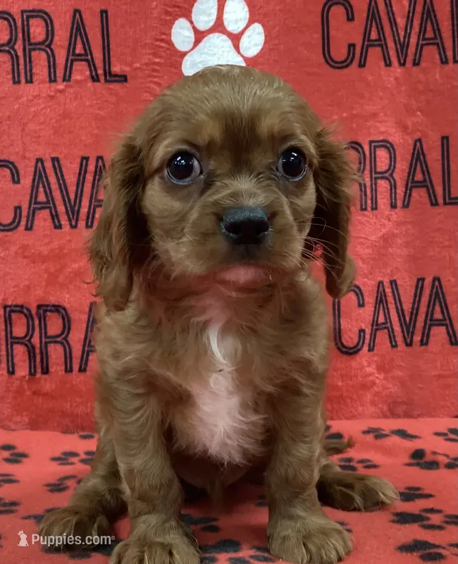 ACE 1 – Cavalier King Charles Spaniel puppy for sale in Rudolph, OH