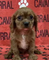 ACE 1, a male Cavalier King Charles Spaniel for sale in Rudolph, OH – 1 of 3