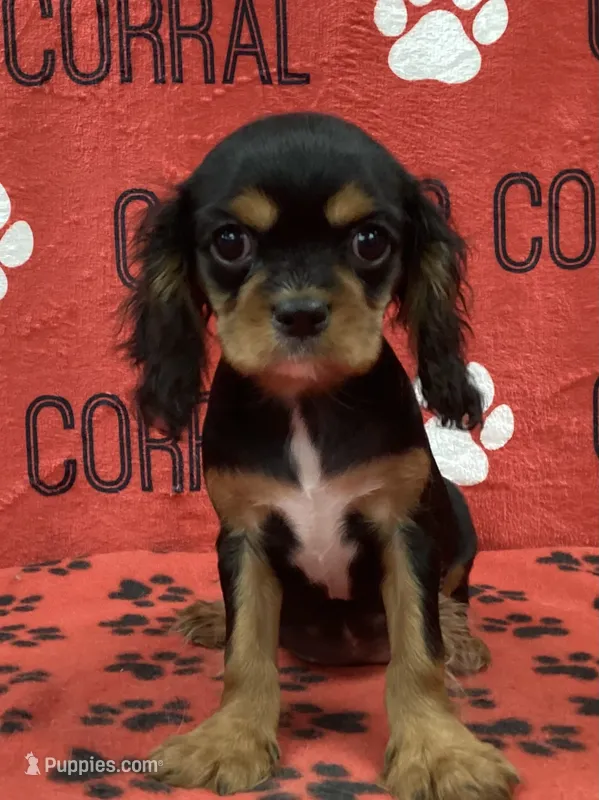 ANGEL 2 – Cavalier King Charles Spaniel puppy for sale in Rudolph, OH