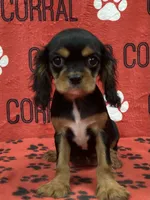 ANGEL 2, a female Cavalier King Charles Spaniel for sale in Rudolph, OH – 1 of 3