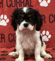 ACE 7, a male Cavalier King Charles Spaniel for sale in Rudolph, OH – 1 of 3