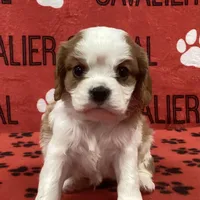 ACE 5, a male Cavalier King Charles Spaniel for sale in Rudolph, OH – Photo 1 of 3