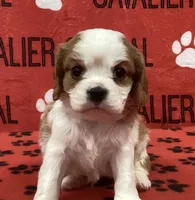 ACE 5, a male Cavalier King Charles Spaniel for sale in Rudolph, OH – Photo 1 of 3