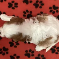 ACE 5, a male Cavalier King Charles Spaniel for sale in Rudolph, OH – Photo 2 of 3