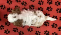 ANGEL 8, a female Cavalier King Charles Spaniel for sale in Rudolph, OH – 2 of 3