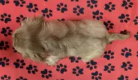 ANGEL 4, a female Cavalier King Charles Spaniel for sale in Rudolph, OH – 2 of 3