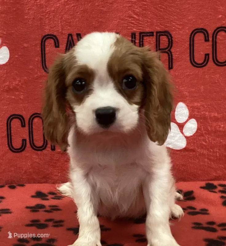 ACE 4 – Cavalier King Charles Spaniel puppy for sale in Rudolph, OH