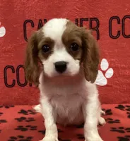 ACE 4, a male Cavalier King Charles Spaniel for sale in Rudolph, OH – 1 of 3