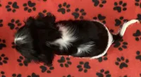ANGEL 9, a female Cavalier King Charles Spaniel for sale in Rudolph, OH – 2 of 3