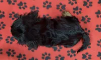ANGEL 1, a male Cavalier King Charles Spaniel for sale in Rudolph, OH – 2 of 3