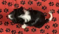 ACE 9, a male Cavalier King Charles Spaniel for sale in Rudolph, OH – 2 of 3