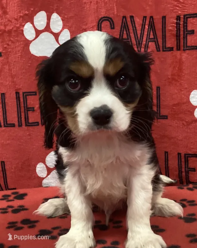 ACE 1 – Cavalier King Charles Spaniel puppy for sale in Rudolph, OH