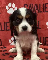 ACE 1, a male Cavalier King Charles Spaniel for sale in Rudolph, OH – 1 of 3