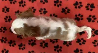ACE 4, a male Cavalier King Charles Spaniel for sale in Rudolph, OH – 2 of 3
