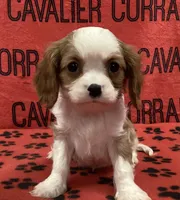 ACE 6, a male Cavalier King Charles Spaniel for sale in Rudolph, OH – Photo 1 of 3