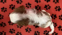 ACE 6, a male Cavalier King Charles Spaniel for sale in Rudolph, OH – Photo 2 of 3