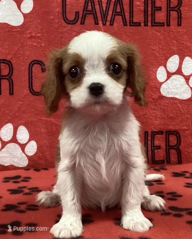 ACE 1 – Cavalier King Charles Spaniel puppy for sale in Rudolph, OH