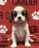 ACE 1, a male Cavalier King Charles Spaniel for sale in Rudolph, OH – Photo 1 of 3
