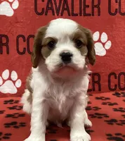 ACE 4, a male Cavalier King Charles Spaniel for sale in Rudolph, OH – Photo 1 of 3