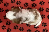 ANGEL 7, a female Cavalier King Charles Spaniel for sale in Rudolph, OH – 2 of 3